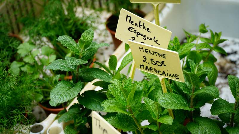 Homepage for Health & Wellness Weight Loss & Health lemon balm
