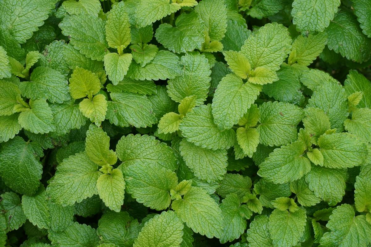 Fresh lemon balm leaves in a glass jar with water labeled 'mood boost lemon aid' for natural calm